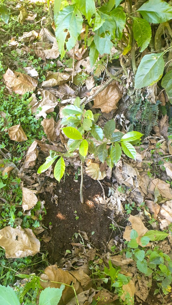 Kaffeepflanze Guatemala