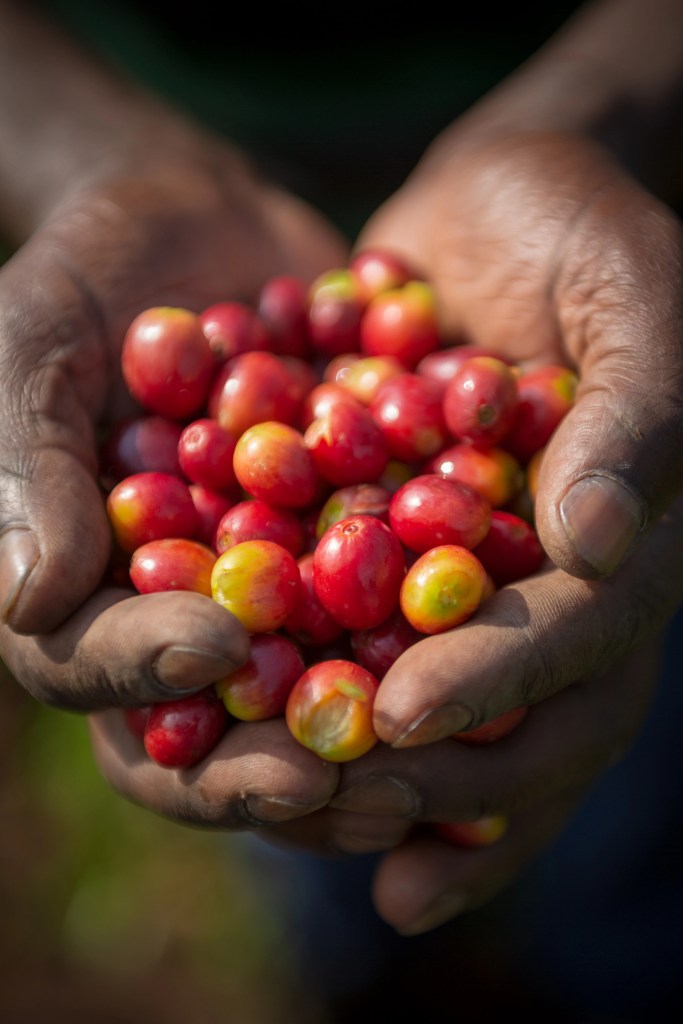 Kaffeekirschen Kenia