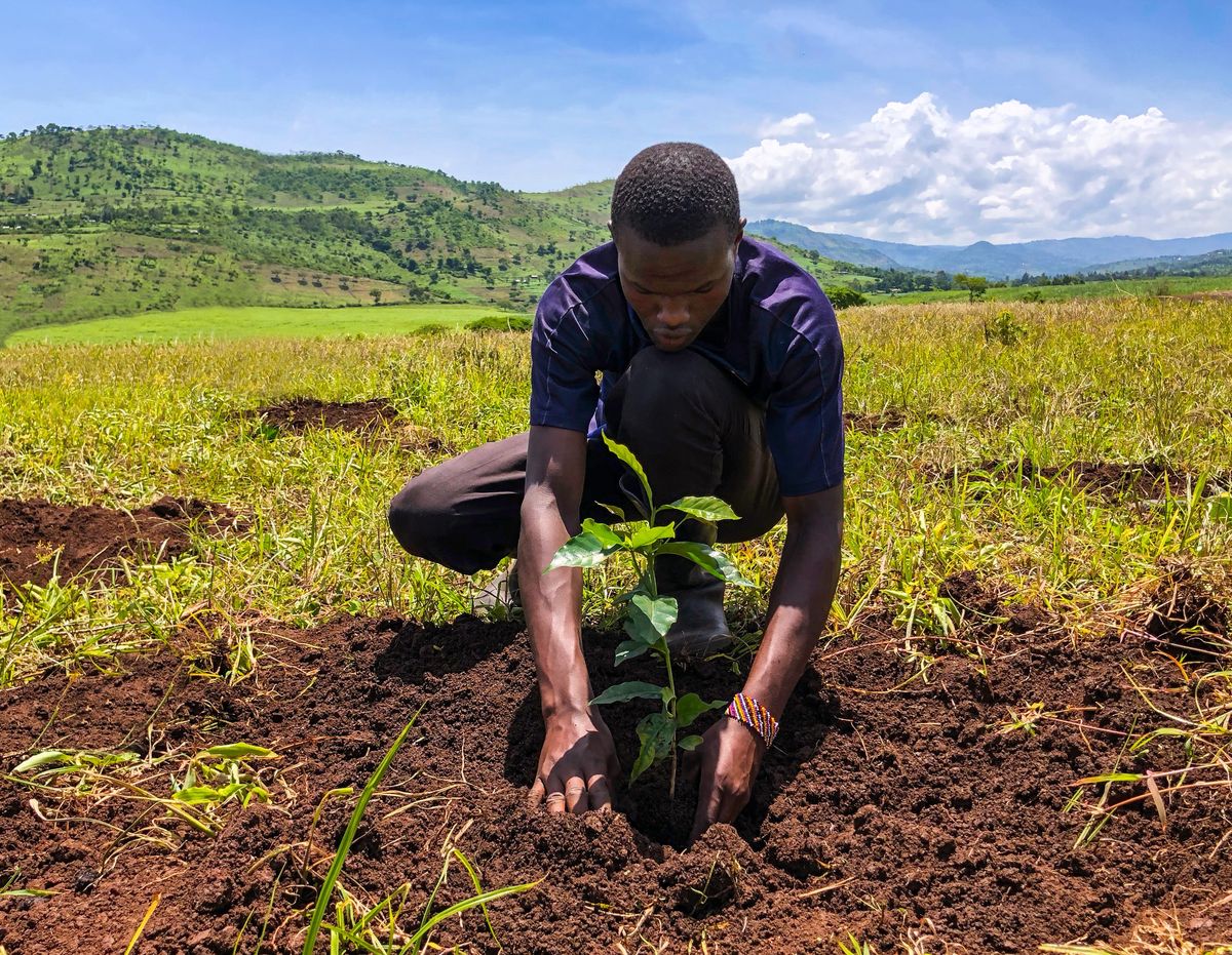 Pflanzen eines Kaffeestrauchs in Kenia