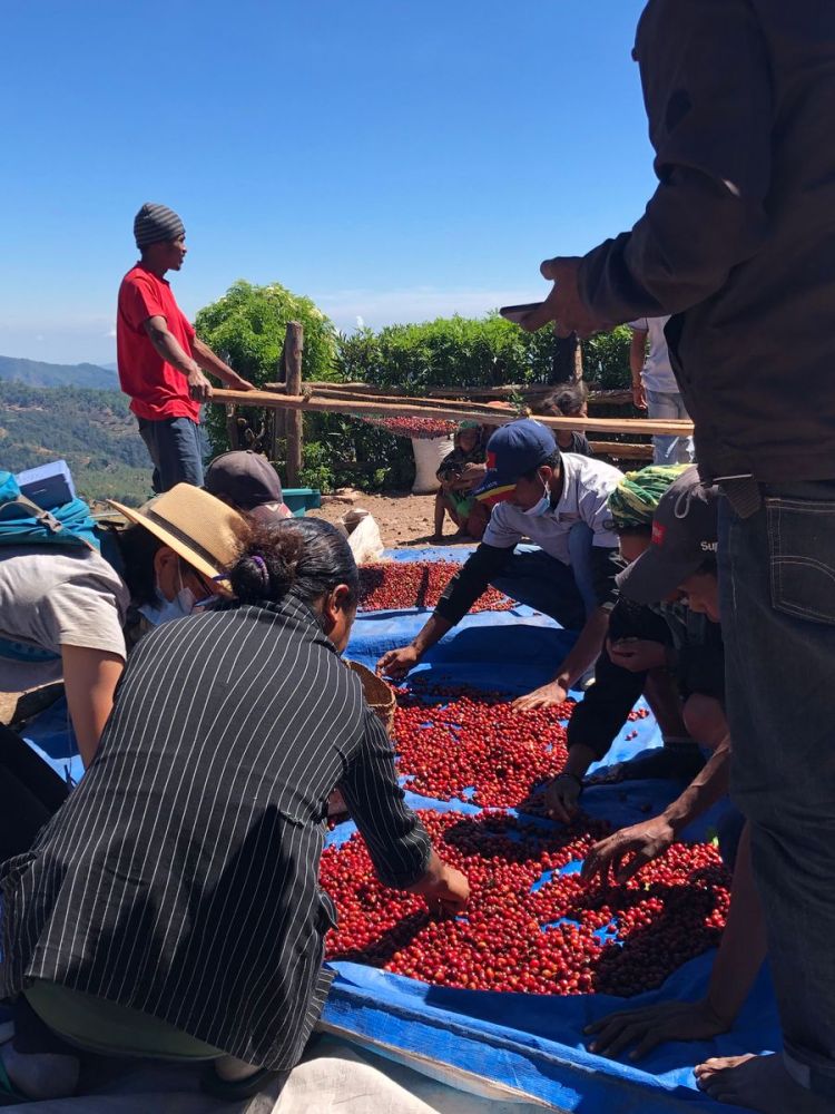 Kaffee Kooperative in Timor-Leste