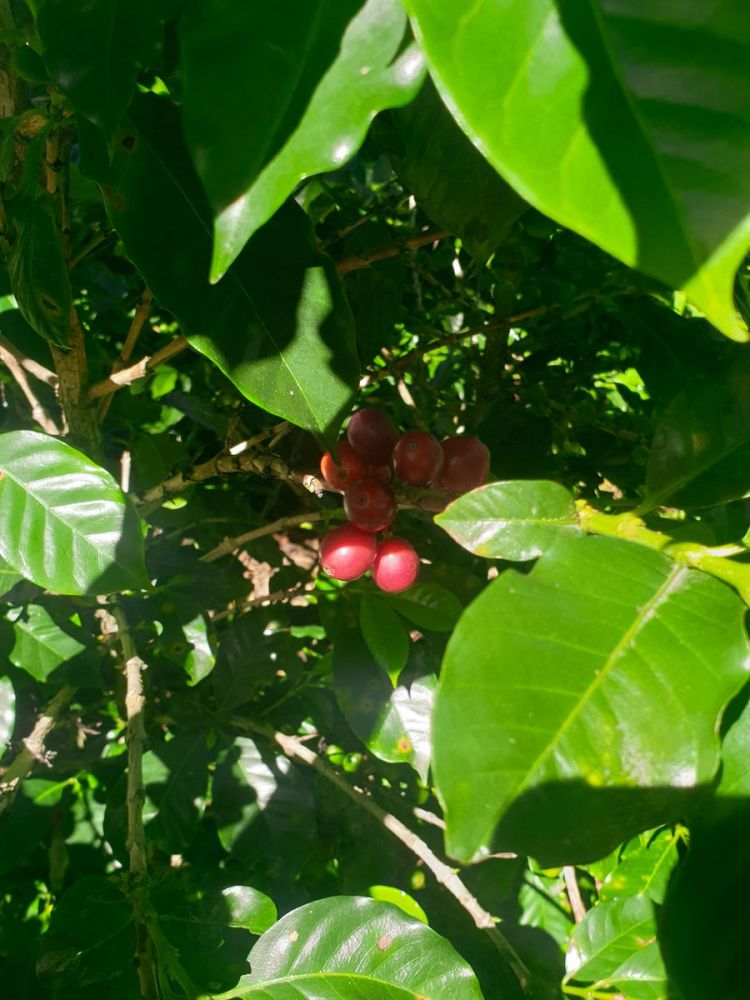 Kaffeepflanze mit reifen Kaffeekirschen