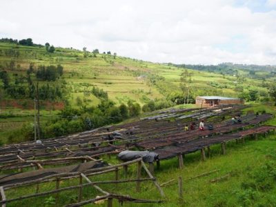 Roasters Choice No.2: Van Dyck’s neuer Kaffee liefert Einblicke in die Arbeit einer Frauenkooperative in&nbsp;Ruanda