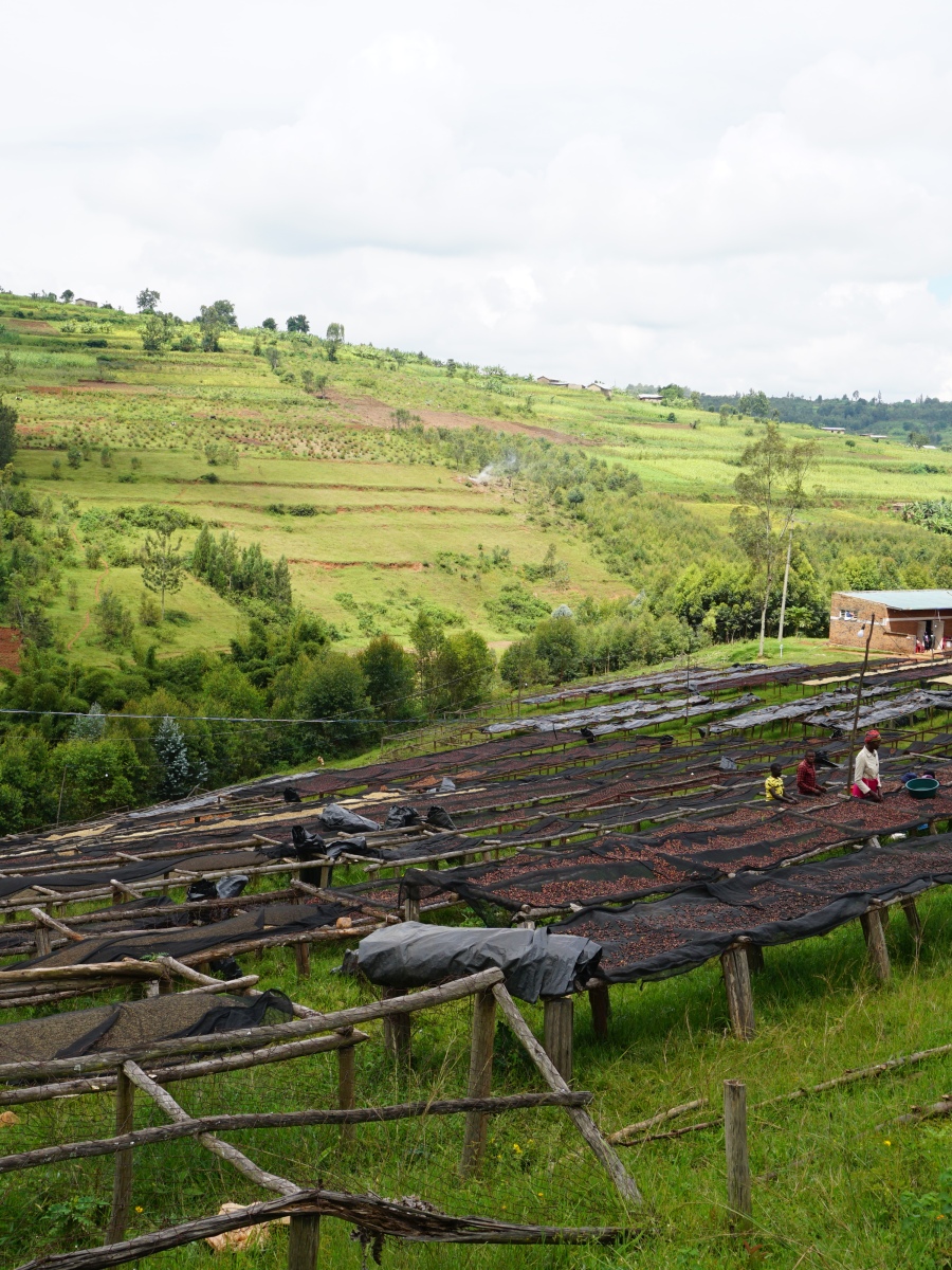 Roasters Choice No.2: Van Dyck’s neuer Kaffee liefert Einblicke in die Arbeit einer Frauenkooperative in Ruanda