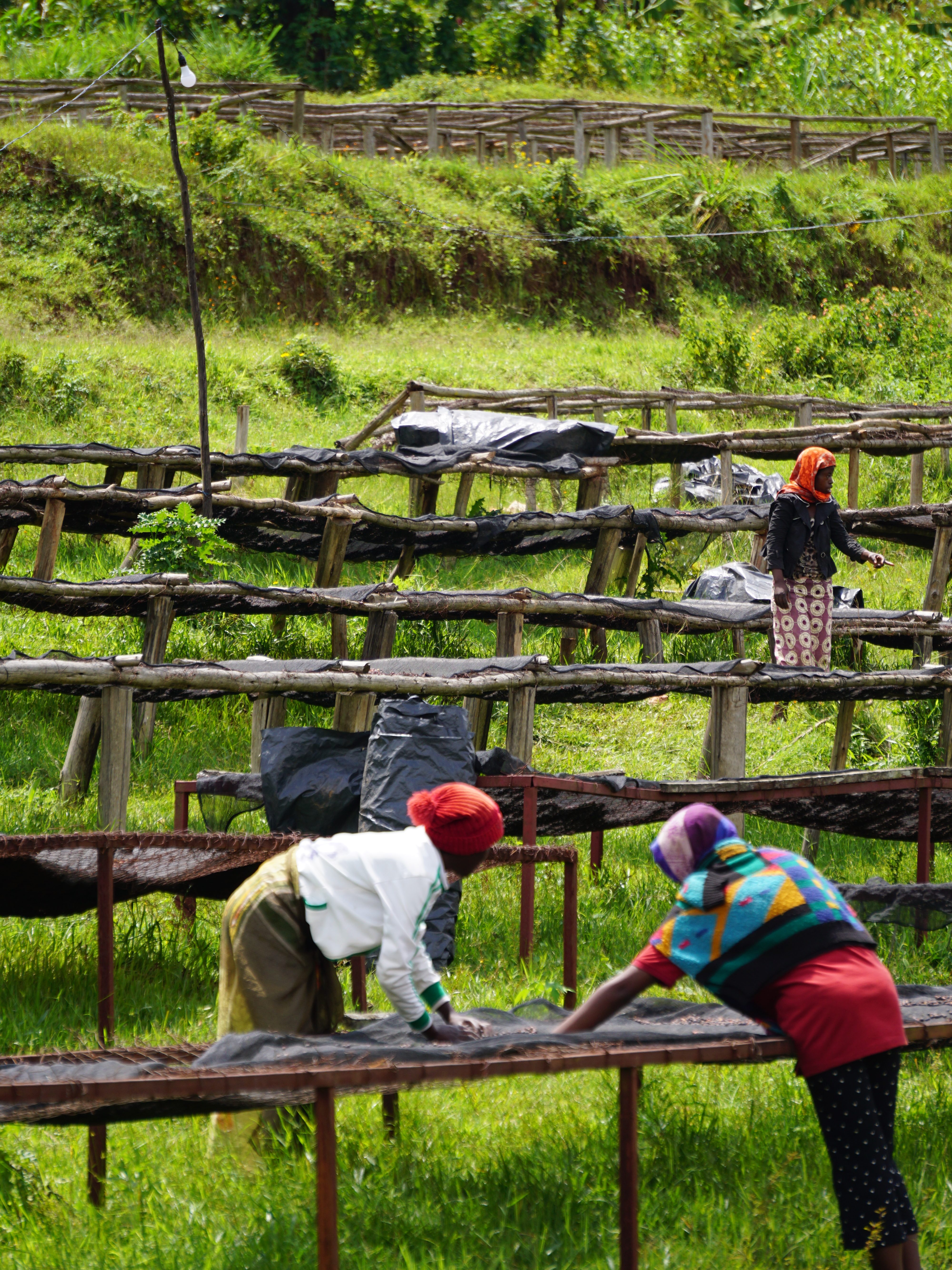 Kaffeeanbau in Ruanda