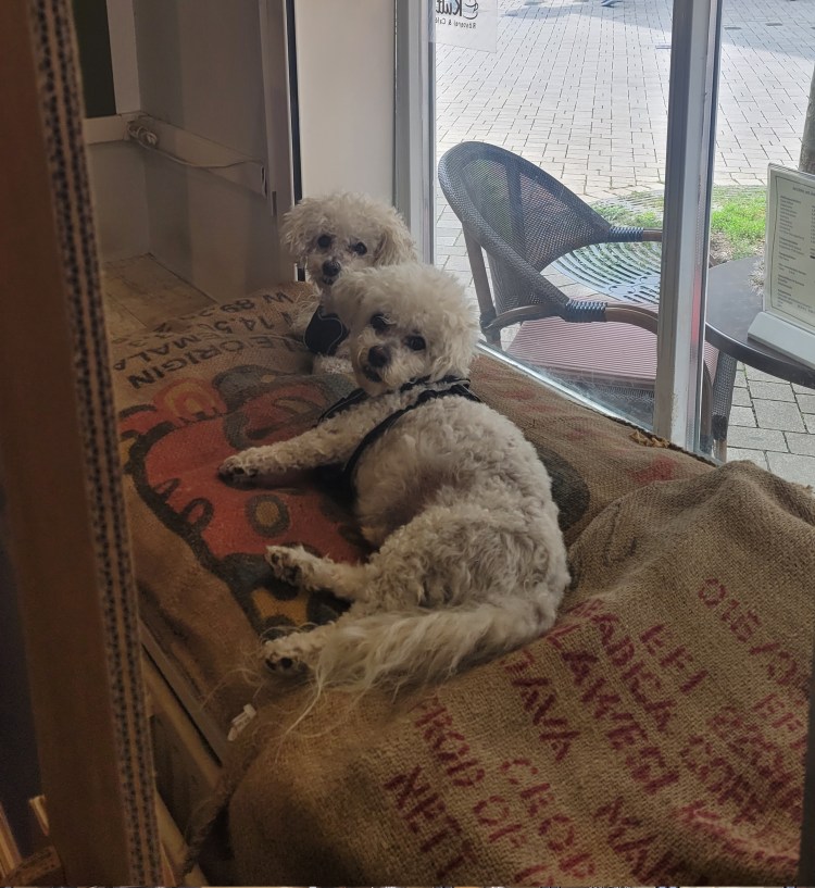2 kleine weiße Hunde liegen auf leeren Kaffeesäcken im Fenster einer Kaffeerösterei.